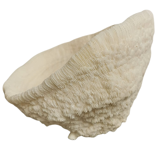 Coral Bowl – Solomon Islands (sold with CITES)