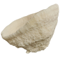 Coral Bowl – Solomon Islands (sold with CITES)