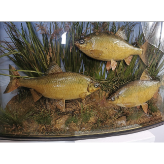 Three taxidermy roach displayed in a diorama.