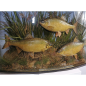 Three taxidermy roach displayed in a diorama.