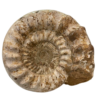 Ammonites fossiles Kranosphinctes – Jurassique Oxfordien Madagascar