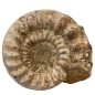 Two Kranosphinctes fossil ammonites from the Jurassic Oxfordian (163–157 million years)