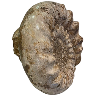 Kranosphinctes Fossil Ammonites – Jurassic Oxfordian Madagascar