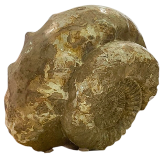 Ammonites fossiles Kranosphinctes – Jurassique Oxfordien Madagascar