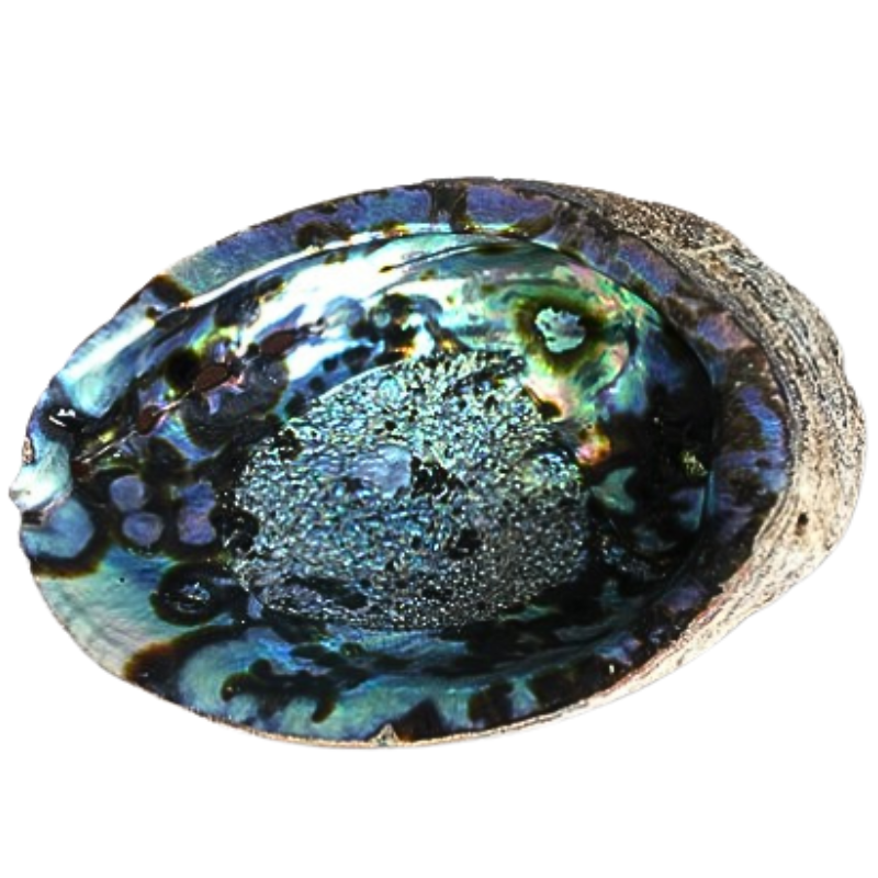 Abalone géante noire