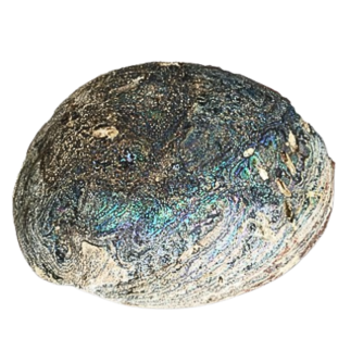 Vente d'abalones géantes noires