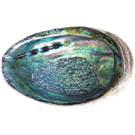 Giant abalone