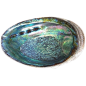Giant abalone