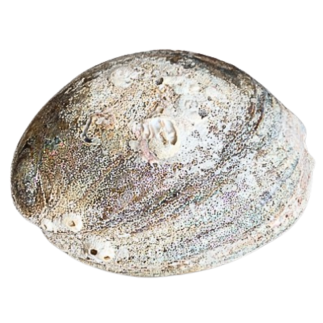 Giant abalone