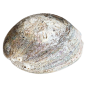 Giant abalone