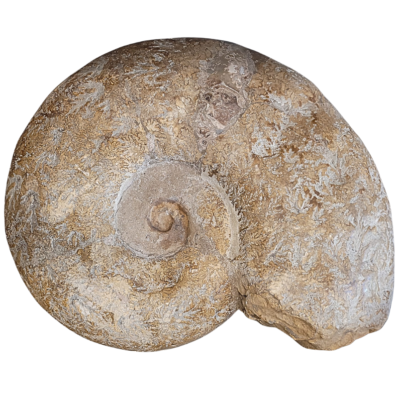 Puzoznia fossil ammonite from the Upper Cretaceous (100.5 to 66 million years).
