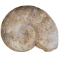 Puzoznia fossil ammonite from the Upper Cretaceous (100.5 to 66 million years).