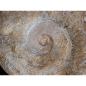 Puzoznia fossil ammonite from the Upper Cretaceous (100.5 to 66 million years).