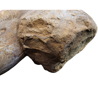 Puzoznia Fossil Ammonite – Upper Cretaceous Madagascar