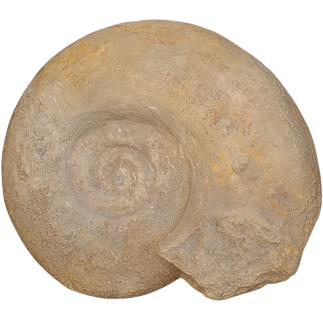 Puzoznia fossil ammonite. Ammonoid cephalopod mollusk from the Upper Cretaceous (100.5 to 66 million years).