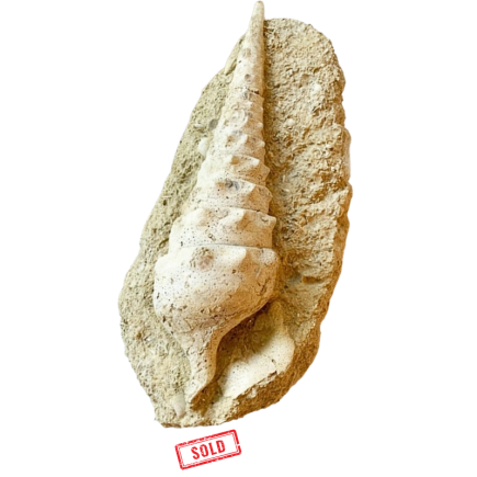 Fossilized shell CERITHIUM GIGANTEUM