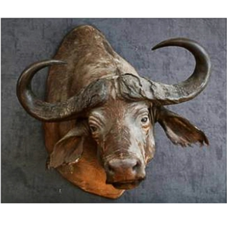 African buffalo head mount (cape), presented as a wall trophy.