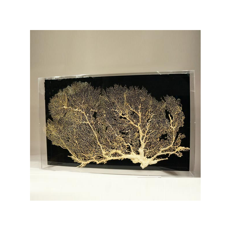 Big Gorgon in plexiglass box