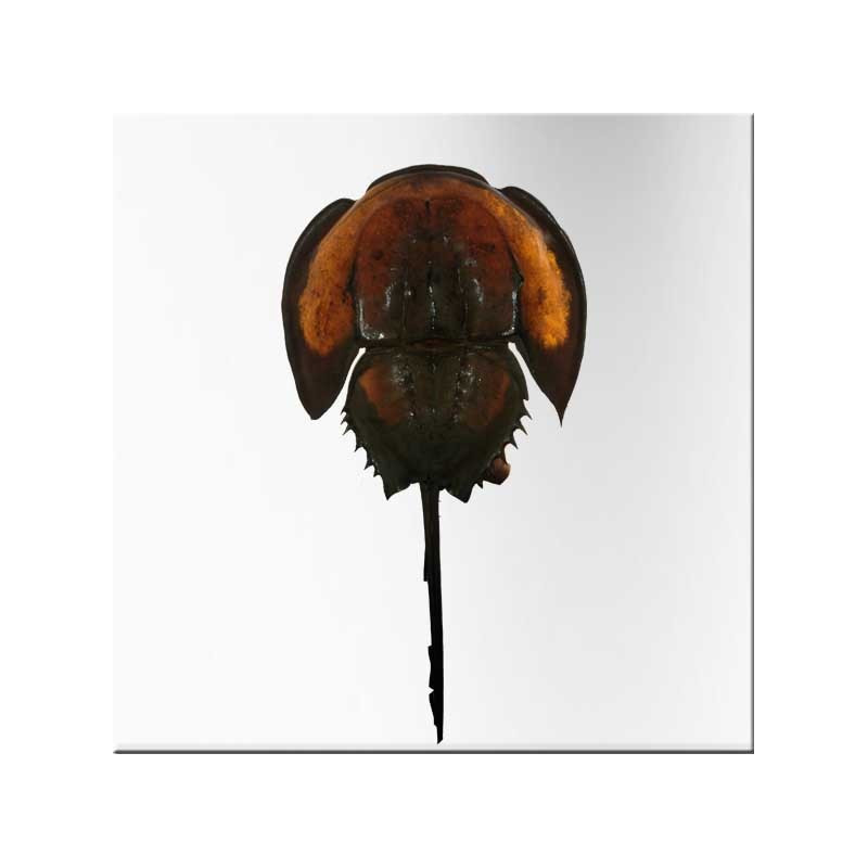 Horse shoe crab lamp with hight density led