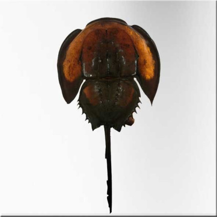 Horse shoe crab lamp with hight density led